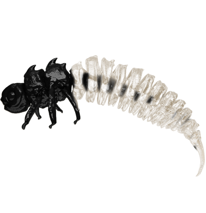 BigFatBug Pearl Larve 1szt