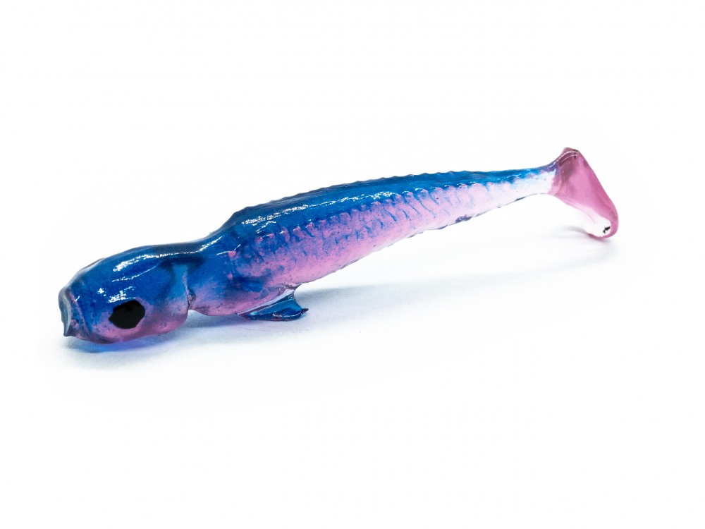 Syrena Shad Biskup